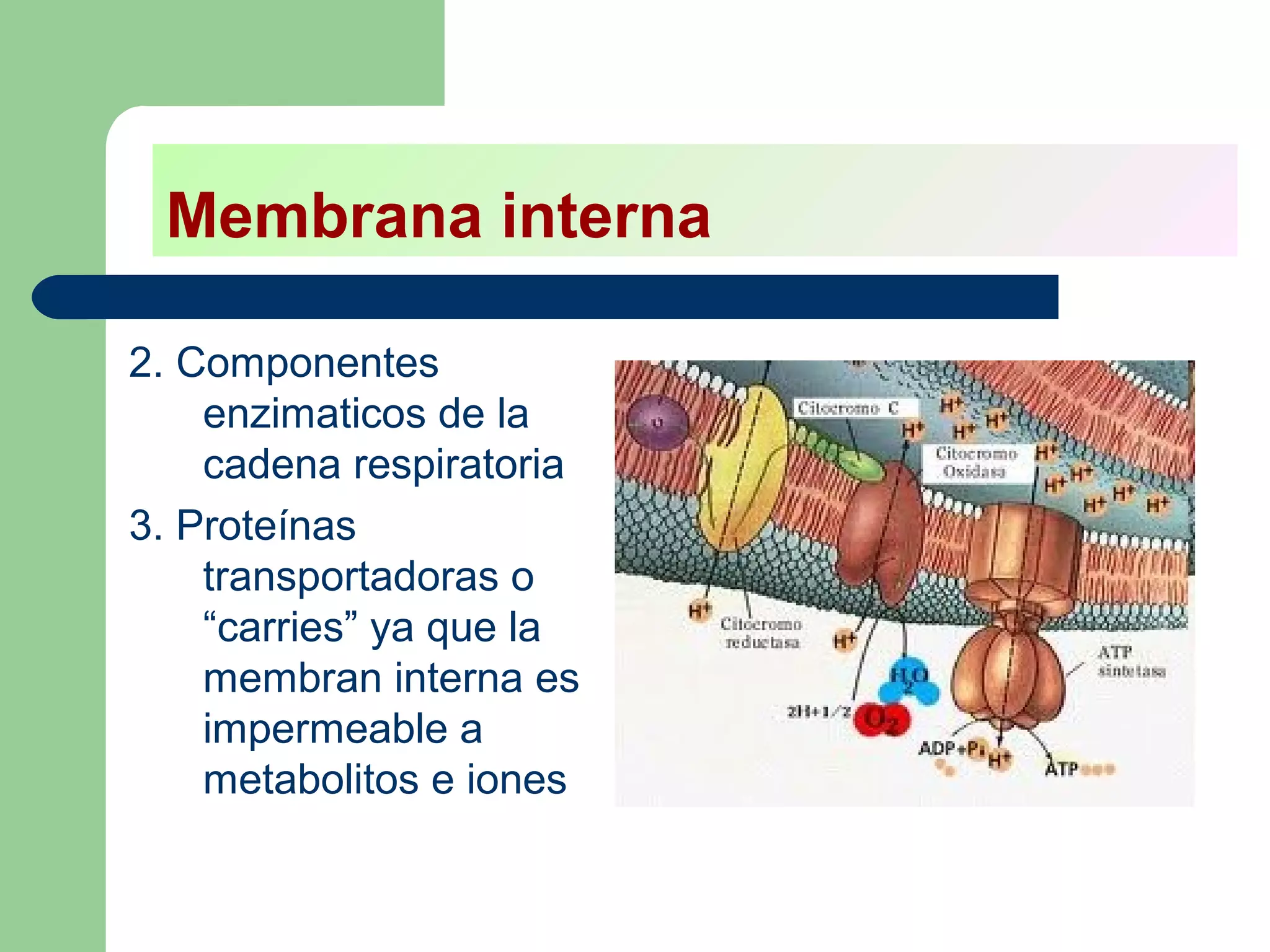 Membrana interna

2. Componentes
    enzimaticos de la
    cadena respiratoria
3. Proteínas
    transportadoras o
    “carries” ya que la
    membran interna es
    impermeable a
    metabolitos e iones
 