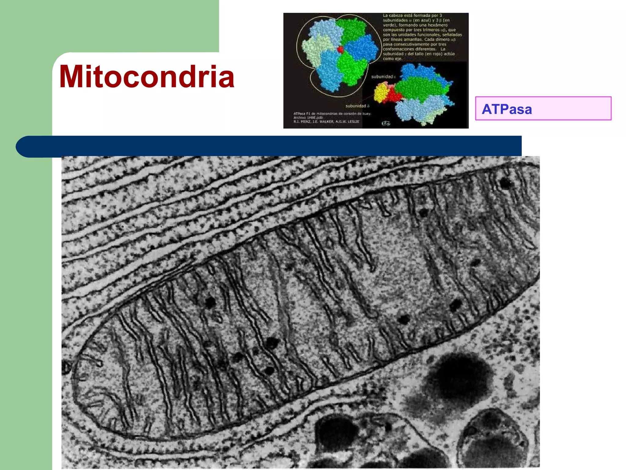 Mitocondria
              ATPasa
 