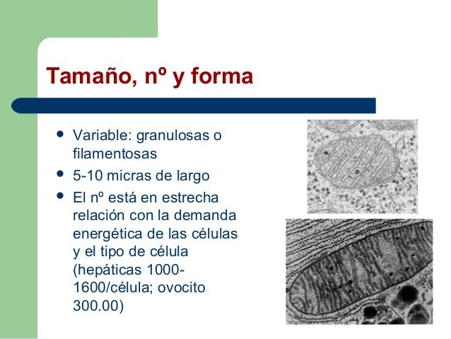 Mitocondria