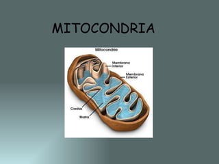 MITOCONDRIA 