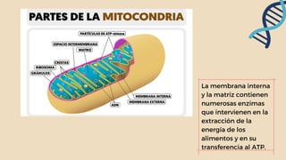 La membrana interna
y la matriz contienen
numerosas enzimas
que intervienen en la
extracción de la
energía de los
alimento...