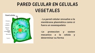 PARED CELULAR EN CELULAS
VEGETALES
- La pared celular envuelve a la
membrana plasmática como si
fuera un exoesqueleto
-Le ...