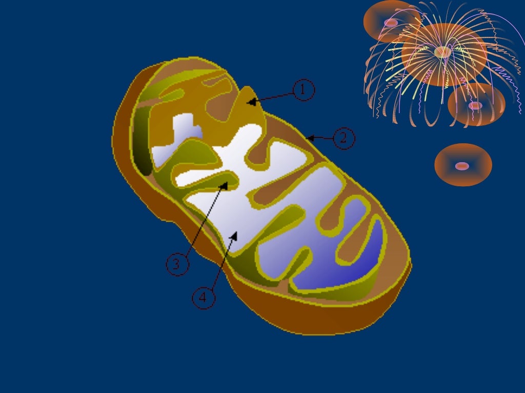 Mitocondrias Possuem Algumas Semelhanças Com Bacterias Aerobias