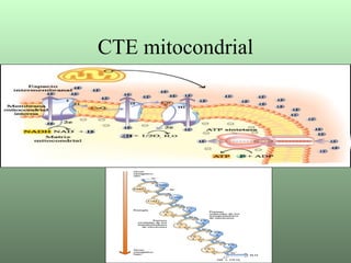 CTE mitocondrial 