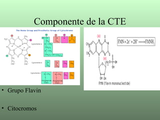 Componente de la CTE Grupo Flavin Citocromos 
