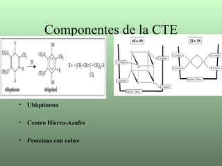 Componentes de la CTE Ubiquinona Centro Hierro-Azufre Proteínas con cobre 