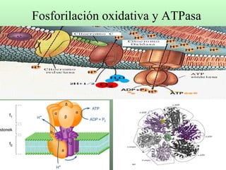 Fosforilación oxidativa y ATPasa 