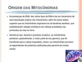 ORIGEM DAS MITOCÔNDRIAS
As presenças de DNA, dos vários tipos de RNA e de um mecanismo de
auto-reprodução próprio nas mitocôndrias, além de outros dados,
sugerem que as mitocôndrias originaram-se de bactérias aeróbias, que
estabeleceram relação simbiótica com células anareóbias nos
primórdios da vida na Terra.

Admite-se que, durante o processo evolutivo, as mitocôndrias
perderam, gradualmente, a maior parte do seu genoma, que foi
transferido para a célula hospedeira. Assim, as mitocôndrias tornaram-
se dependentes de proteínas codificadas pelo genoma do núcleo
celular.
 