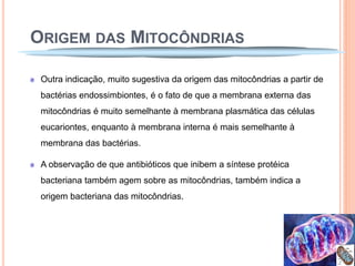 ORIGEM DAS MITOCÔNDRIAS

 Outra indicação, muito sugestiva da origem das mitocôndrias a partir de
 bactérias endossimbiontes, é o fato de que a membrana externa das
 mitocôndrias é muito semelhante à membrana plasmática das células
 eucariontes, enquanto à membrana interna é mais semelhante à
 membrana das bactérias.

 A observação de que antibióticos que inibem a síntese protéica
 bacteriana também agem sobre as mitocôndrias, também indica a
 origem bacteriana das mitocôndrias.
 