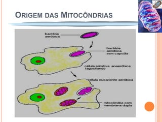 ORIGEM DAS MITOCÔNDRIAS
 