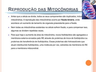REPRODUÇÃO DAS MITOCÔNDRIAS
 Antes que a célula se divida, todos os seus componentes são duplicados, incluindo as
 mitocôndrias. A reprodução das mitocôndrias ocorre por fissão binária, onde
 acontece um aumento de tamanho da organela preexistente para a fissão.

 Nem todas as mitocôndrias existentes na célula sofrem fissão, e para compensar isso,
 algumas se dividem repetidas vezes.

 Para que haja o aumento da área da mitocôndria, novos fosfolipídios são agregados a
 membrana externa enviados pelo RE através de proteínas de troca de fosfolipídios ou
 proteínas de transferência de fosfolipídios. Essas proteínas são hidrossolúveis que
 atuam distribuindo fosfolipídios, uma molécula por vez, extraídos da membrana do RE
 para a membrana mitocondrial.
 