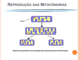 REPRODUÇÃO DAS MITOCÔNDRIAS




  Desenho esquemático da reprodução das mitocôndrias por fissão binária.
 