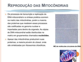 REPRODUÇÃO DAS MITOCÔNDRIAS
   Os processos de transcrição e replicação do
    DNA mitocondrial e a síntese protéica ocorrem
    na matriz das mitocôndrias, porém a maioria
    das proteínas que medeiam esses processos
    são codificadas no genoma nuclear e
    importadas para dentro da organela. As cópias
    de DNA mitocondrial estão distribuídas na
    matriz em grupamentos chamados nucleóides.
   Apesar das mitocôndrias produzirem suas
    proteínas, a maioria provém do citosol, onde
    são sintetizadas por ribossomos citosólicos.    ME de moléculas circulares de DNA.
 