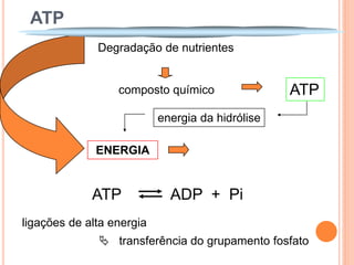 ATP
              Degradação de nutrientes


                  composto químico                ATP
                           energia da hidrólise

              ENERGIA             TRABALHO BIOLÓGICO



             ATP             ADP + Pi
ligações de alta energia
               transferência do grupamento fosfato
 