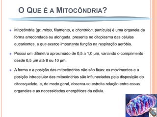 O QUE É A MITOCÔNDRIA?

Mitocôndria (gr. mitos, filamento, e chondrion, partícula) é uma organela de
forma arredondada ou alongada, presente no citoplasma das células
eucariontes, e que exerce importante função na respiração aeróbia.

Possui um diâmetro aproximado de 0,5 a 1,0 µm, variando o comprimento
desde 0,5 µm até 8 ou 10 µm.

A forma e a posição das mitocôndrias não são fixas: os movimentos e a
posição intracelular das mitocôndrias são influneciados pela disposição do
citoesqueleto, e, de modo geral, observa-se estreita relação entre essas
organelas e as necessidades energéticas da célula.
 