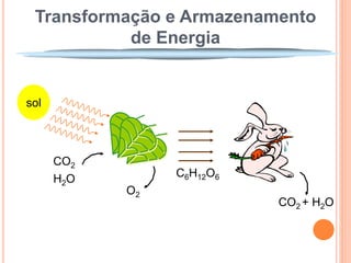 Transformação e Armazenamento
           de Energia


sol




      CO2
                 C6H12O6
      H2O
            O2
                           CO2 + H2O
 