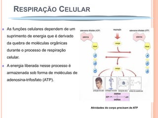 RESPIRAÇÃO CELULAR

As funções celulares dependem de um
suprimento de energia que é derivado
da quebra de moléculas orgânicas
durante o processo de respiração
celular.

A energia liberada nesse processo é
armazenada sob forma de moléculas de
adenosina-trifosfato (ATP).




                                       Atividades do corpo precisam de ATP
 