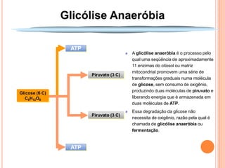 Glicólise Anaeróbia

                 ATP
                                        A glicólise anaeróbia é o processo pelo
                                        qual uma seqüência de aproximadamente
                                        11 enzimas do citosol ou matriz
                                        mitocondrial promovem uma série de
                       Piruvato (3 C)
                                        transformações graduais numa molécula
                                        de glicose, sem consumo de oxigênio,
                                        produzindo duas moléculas de piruvato e
Glicose (6 C)
  C6H12O6                               liberando energia que é armazenada em
                                        duas moléculas de ATP.
                                        Essa degradação da glicose não
                       Piruvato (3 C)
                                        necessita de oxigênio, razão pela qual é
                                        chamada de glicólise anaeróbia ou
                                        fermentação.


                 ATP
 