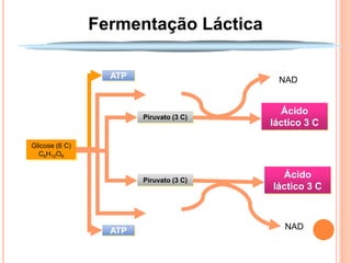 Fermentação Láctica

                  ATP                     NAD
                          NADH
                                           Ácido
                        Piruvato (3 C)
                                         láctico 3 C

Glicose (6 C)
  C6H12O6


                        Piruvato (3 C)
                                           Ácido
                                         láctico 3 C

                          NADH
                  ATP                       NAD
 