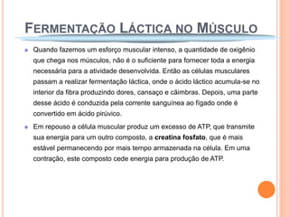 FERMENTAÇÃO LÁCTICA NO MÚSCULO
 Quando fazemos um esforço muscular intenso, a quantidade de oxigênio
 que chega nos músculos, não é o suficiente para fornecer toda a energia
 necessária para a atividade desenvolvida. Então as células musculares
 passam a realizar fermentação láctica, onde o ácido láctico acumula-se no
 interior da fibra produzindo dores, cansaço e cãimbras. Depois, uma parte
 desse ácido é conduzida pela corrente sanguínea ao fígado onde é
 convertido em ácido pirúvico.
 Em repouso a célula muscular produz um excesso de ATP, que transmite
 sua energia para um outro composto, a creatina fosfato, que é mais
 estável permanecendo por mais tempo armazenada na célula. Em uma
 contração, este composto cede energia para produção de ATP.
 