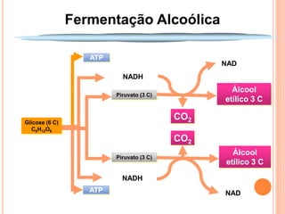 Fermentação Alcoólica

                   ATP
                                                NAD
                           NADH
                                                  Álcool
                         Piruvato (3 C)
                                                etílico 3 C

Glicose (6 C)
                                          CO2
  C6H12O6
                                          CO2
                                                  Álcool
                         Piruvato (3 C)
                                                etílico 3 C

                           NADH
                   ATP                          NAD
 