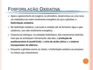 FOSFORILAÇÃO OXIDATIVA
 Após o aparecimento de oxigênio na atmosfera, desenvolveu-se uma nova
 via metabólica de maior rendimento energético do que a glicólise: a
 fosforilação oxidativa.
 Na fosforilção oxidativa, o piruvato é oxidado até se formarem água e gás
 carbônico, com alto rendimento energético.
 Costuma-se distinguir, na oxidação fosforilativa, três mecanismos distintos,
 mas que se entrelaçam intimamente; são eles: a produção de
 acetilcoenzima A (acetil-CoA), o ciclo do ácido cítrico e o sistema
 transportador de elétrons.
 Enquanto a glicólise ocorre no citosol, a fosforilação oxidativa se processa
 no interior das mitocôndrias.
 