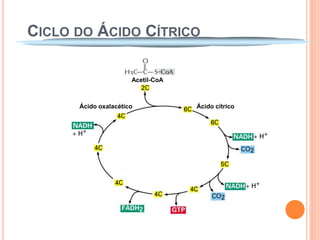 CICLO DO ÁCIDO CÍTRICO

                      Acetil-CoA



      Ácido oxalacético            Ácido cítrico
 