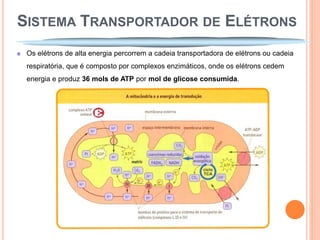 SISTEMA TRANSPORTADOR DE ELÉTRONS
 Os elétrons de alta energia percorrem a cadeia transportadora de elétrons ou cadeia
 respiratória, que é composto por complexos enzimáticos, onde os elétrons cedem
 energia e produz 36 mols de ATP por mol de glicose consumida.
 