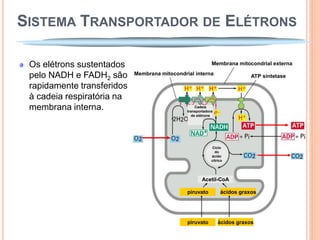 SISTEMA TRANSPORTADOR DE ELÉTRONS

 Os elétrons sustentados                                    Membrana mitocondrial externa

 pelo NADH e FADH2 são      Membrana mitocondrial interna                   ATP sintetase

 rapidamente transferidos
 à cadeia respiratória na
 membrana interna.                                  Cadeia
                                               transportadora
                                                  de elétrons




                                                            Ciclo
                                                              do
                                                            ácido
                                                            cítrico




                                                       Acetil-CoA

                                               piruvato          ácidos graxos




                                               piruvato         ácidos graxos
 