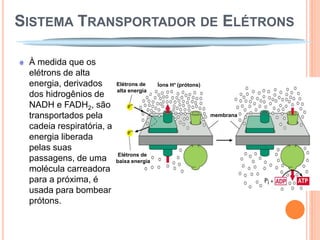 SISTEMA TRANSPORTADOR DE ELÉTRONS

 À medida que os
 elétrons de alta
 energia, derivados       Elétrons de     Íons H+ (prótons)
                          alta energia
 dos hidrogênios de
 NADH e FADH2, são
 transportados pela                                           membrana

 cadeia respiratória, a
 energia liberada
 pelas suas
                           Elétrons de
 passagens, de uma        baixa energia
 molécula carreadora
 para a próxima, é
 usada para bombear
 prótons.
 
