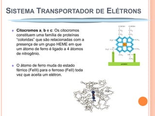 SISTEMA TRANSPORTADOR DE ELÉTRONS

  Citocromos a, b e c: Os citocromos
  constituem uma família de proteínas
  “coloridas” que são relacionadas com a
  presença de um grupo HEME em que
  um átomo de ferro é ligado a 4 átomos
  de nitrogênio.


  O átomo de ferro muda do estado
  férrico (FeIII) para o ferroso (FeII) toda
  vez que aceita um elétron.
 