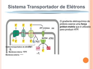 Sistema Transportador de Elétrons

                                                    O gradiente eletroquímico de
                                                    prótons exerce uma força
                                    ATP sintetase
                                                    próton-motriz que é utilizada
                                                    para produzir ATP.


                                      MATRIZ




Cadeia transportadora de elétrons


   Membrana interna
Membrana externa
 