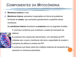 COMPONENTES DA MITOCÔNDRIA
Membrana externa: é lisa.

Membrana interna: apresenta invaginações em forma de prateleiras,
formando as cristas, que aumentam grandemente a superfície dessa
membrana.

Na membrana interna encontram-se proteínas com as seguintes funções:

     1. enzimas e proteínas que constituem a cadeia de transporte de
     elétrons.

     2. proteínas dos corpúsculos elementares, com atividade de ATP-
     sintetase sem a qual a membrana não teria a capacidade de acoplar o
     transporte de elétrons à síntese de ATP.

     3. proteínas que fazem parte dos múltiplos sistemas de transporte ativo
     presente na membrana plasmática.
 