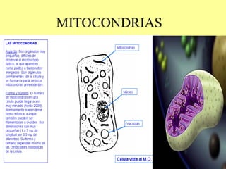 MITOCONDRIAS 
