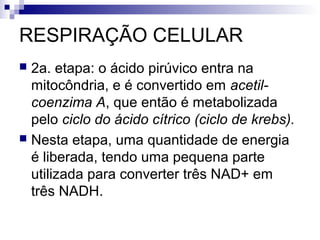 RESPIRAÇÃO CELULAR
2a. etapa: o ácido pirúvico entra na
mitocôndria, e é convertido em acetilcoenzima A, que então é metabolizada
pelo ciclo do ácido cítrico (ciclo de krebs).
 Nesta etapa, uma quantidade de energia
é liberada, tendo uma pequena parte
utilizada para converter três NAD+ em
três NADH.


 