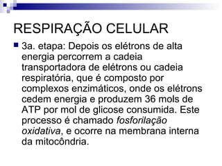 RESPIRAÇÃO CELULAR


3a. etapa: Depois os elétrons de alta
energia percorrem a cadeia
transportadora de elétrons ou cadeia
respiratória, que é composto por
complexos enzimáticos, onde os elétrons
cedem energia e produzem 36 mols de
ATP por mol de glicose consumida. Este
processo é chamado fosforilação
oxidativa, e ocorre na membrana interna
da mitocôndria.

 