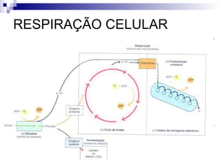 RESPIRAÇÃO CELULAR

 