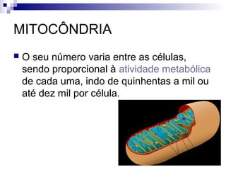 MITOCÔNDRIA


O seu número varia entre as células,
sendo proporcional à atividade metabólica
de cada uma, indo de quinhentas a mil ou
até dez mil por célula.

 