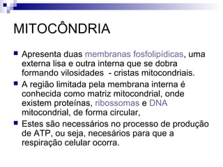 MITOCÔNDRIA






Apresenta duas membranas fosfolipídicas, uma
externa lisa e outra interna que se dobra
formando vilosidades - cristas mitocondriais.
A região limitada pela membrana interna é
conhecida como matriz mitocondrial, onde
existem proteínas, ribossomas e DNA
mitocondrial, de forma circular,
Estes são necessários no processo de produção
de ATP, ou seja, necesários para que a
respiração celular ocorra.

 