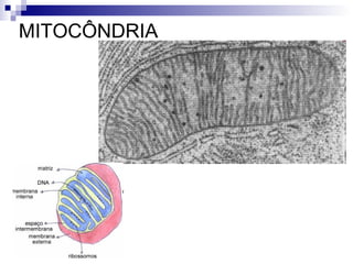 MITOCÔNDRIA

 