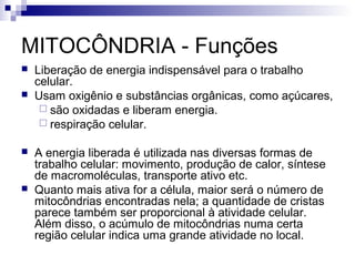 MITOCÔNDRIA - Funções







Liberação de energia indispensável para o trabalho
celular.
Usam oxigênio e substâncias orgânicas, como açúcares,
 são oxidadas e liberam energia.
 respiração celular.
A energia liberada é utilizada nas diversas formas de
trabalho celular: movimento, produção de calor, síntese
de macromoléculas, transporte ativo etc.
Quanto mais ativa for a célula, maior será o número de
mitocôndrias encontradas nela; a quantidade de cristas
parece também ser proporcional à atividade celular.
Além disso, o acúmulo de mitocôndrias numa certa
região celular indica uma grande atividade no local.

 
