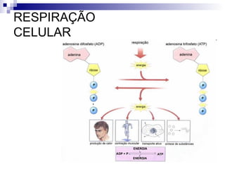 RESPIRAÇÃO
CELULAR

 