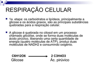 RESPIRAÇÃO CELULAR


1a. etapa: os carboidratos e lipídeos, principalmente a
glicose e os ácidos graxos, são as principais substâncias
quebradas para a respiração celular.



A glicose é quebrada no citosol em um processo
chamado glicólise, onde se forma duas moléculas de
ácido pirúvico, liberando uma certa quantidade de
energia (quatro moléculas de ATP), produz duas
moléculas de NADH2 e consumindo oxigênio.

C6H12O6

2 C3H4O3

Glicose

Ác. pirúvico

 