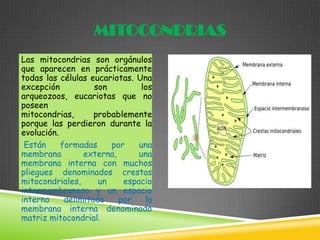 MITOCONDRIAS
Las mitocondrias son orgánulos
que aparecen en prácticamente
todas las células eucariotas. Una
excepción
son
los
arqueozoos, eucariotas que no
poseen
mitocondrias,
probablemente
porque las perdieron durante la
evolución.
Están
formadas
por
una
membrana
externa,
una
membrana interna con muchos
pliegues denominados crestas
mitocondriales,
un
espacio
intermembranoso y un espacio
interno
delimitado
por
la
membrana interna denominado
matriz mitocondrial.

 