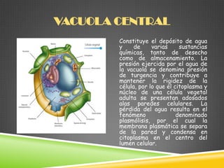 VACUOLA CENTRAL
Constituye el depósito de agua
y
de
varias
sustancias
químicas, tanto de desecho
como de almacenamiento. La
presión ejercida por el agua de
la vacuola se denomina presión
de turgencia y contribuye a
mantener la rigidez de la
célula, por lo que el citoplasma y
núcleo de una célula vegetal
adulta se presentan adosados
alas paredes celulares. La
pérdida del agua resulta en el
fenómeno
denominado
plasmólisis, por el cual la
membrana plasmática se separa
de la pared y condensa en
citoplasma en el centro del
lumen celular.

 