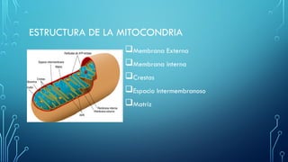 ESTRUCTURA DE LA MITOCONDRIA
Membrana Externa
Membrana interna
Crestas
Espacio Intermembranoso
Matriz
 