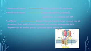 • Membrana Externa Contiene proteínas de transporte
• Membrana Interna Existen abundantes complejos
proteínicos, ej. sintetasa del ATP.
• La Matriz Espacio lleno de líquido denso viscoso, rico en
proteínas. Gran parte de esas proteínas son enzimas encargadas de la
degradación de ácidos grasos y piruvato hasta acetil CoA
 