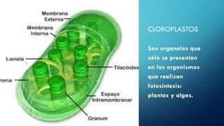 CLOROPLASTOS
Son organelos que
sólo se presentan
en los organismos
que realizan
fotosíntesis:
plantas y algas.
 