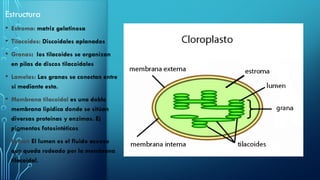 Estructura
• Estroma: matriz gelatinosa
• Tilacoides: Discoidales aplanados
• Granas: los tilacoides se organizan
en pilas de discos tilacoidales
• Lamelas: Las granas se conectan entre
sí mediante esta.
• Membrana tilacoidal es una doble
membrana lipídica donde se sitúan
diversas proteínas y enzimas. Ej
pigmentos fotosintéticos
• Lumen El lumen es el fluido acuoso
que queda rodeado por la membrana
tilacoidal.
 