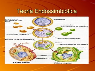 Teoria EndossimbióticaTeoria Endossimbiótica
 